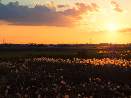 Japanese autumn sunset with silver grass silhouetteの写真素材