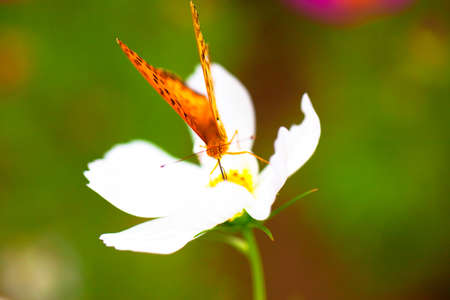 Brenthis daphne, Marbled Fritillary butterfly on white flower, Japanの写真素材