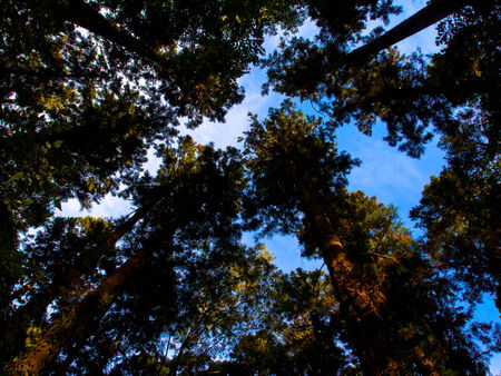 Look up to the blue sky clouds through leavesの写真素材