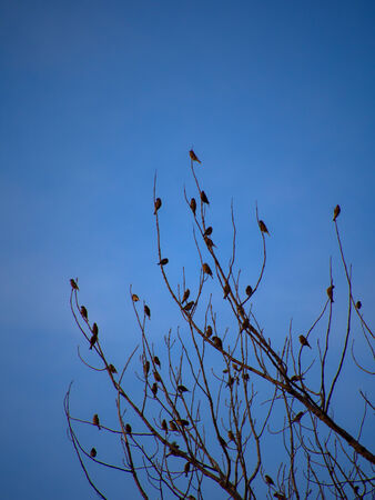 Silhouettes of birds on, dark blue sky backgroundの写真素材