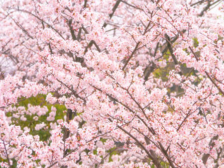 Yoshino cherry tree in full bloomの写真素材
