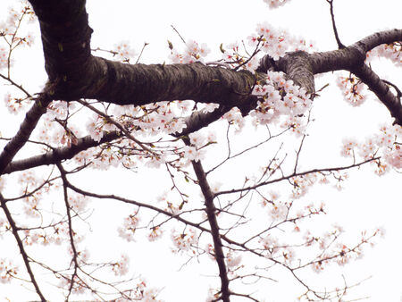 Yoshino cherry tree branches in full bloom in the sky backgroundの写真素材