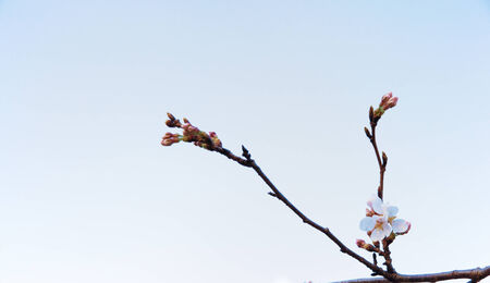 Branch of Yoshino cherry tree blossomの写真素材