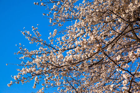 Yoshino cherry tree blossom in full bloomの写真素材
