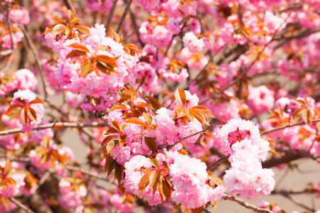 Blooming double cherry blossomの写真素材