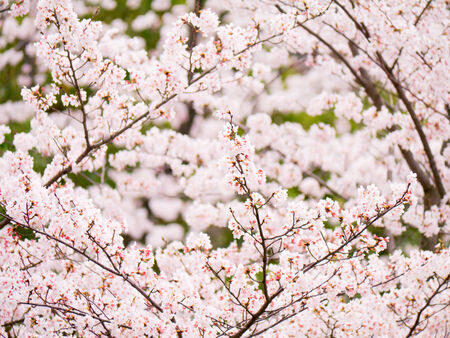 Blooming Yoshino cherry treeの写真素材