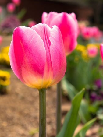Red and pink tulips in the gardenの写真素材