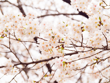 Yoshino cherry tree in full bloomの写真素材