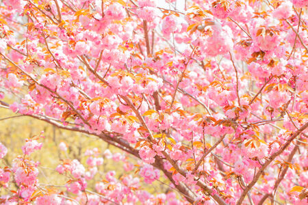 Blooming double cherry blossom treeの写真素材