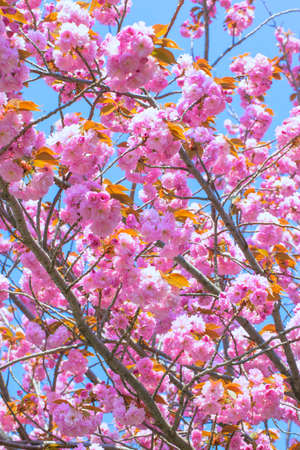 Blooming double cherry blossom and blue skyの写真素材