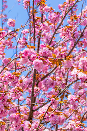 Blooming double cherry blossom branches and blue skyの写真素材