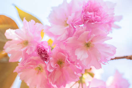 Close up of blooming double cherry blossomの写真素材
