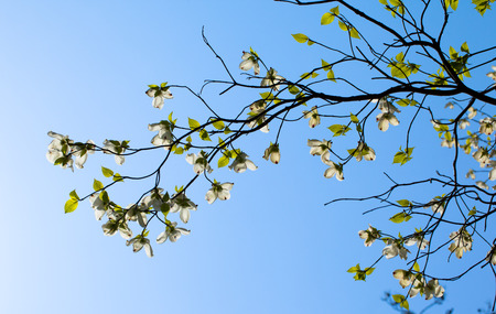 White flowering dogwood tree  Cornus florida  in bloom in sunlightの写真素材
