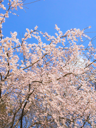 Weeping cherry blossom and clear blue skyの写真素材