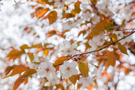 Blooming wild cherry blossomの写真素材