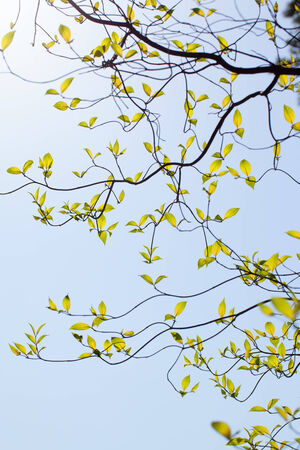 Fresh leaves and branches of dogwood  Cornus florida  and sunlightの写真素材