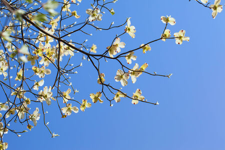 White flowering dogwood tree  Cornus florida  in bloom in sunlightの写真素材