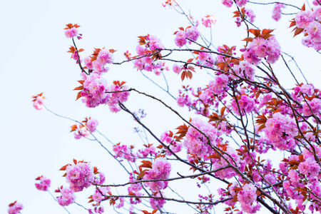 Close up of blooming double cherry blossom and blue skyの写真素材