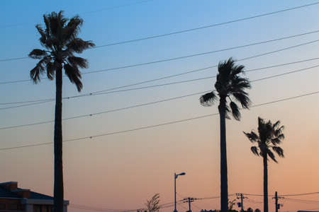 Palm tree and sunset sky colorの写真素材
