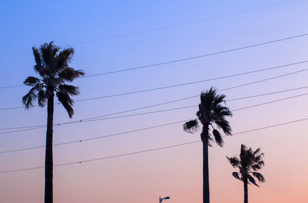 Palm tree and sunset sky colorの写真素材