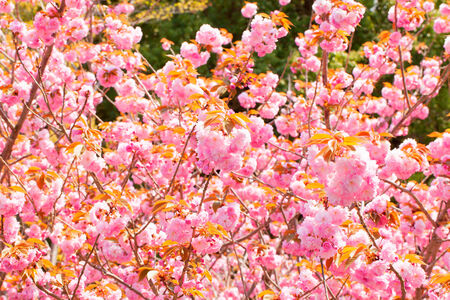 Blooming double cherry blossom の写真素材