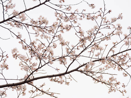 The Yoshino cherry tree branch in full bloom in the sky backgroundの写真素材