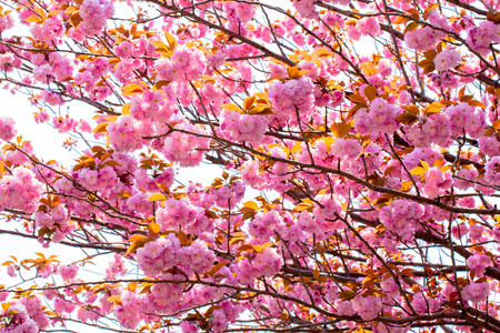 Blooming double cherry blossom の写真素材