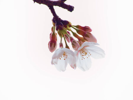 Yoshino cherry tree flowers and buds in the sky backgroundの写真素材