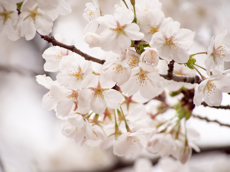 Yoshino cherry tree in full bloomの写真素材