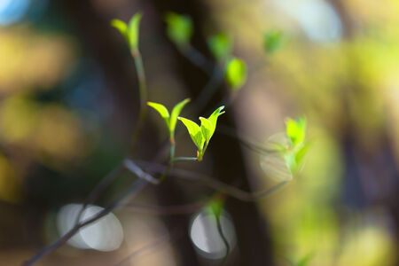 Young leaves and branches of dogwood  Cornus florida  の写真素材