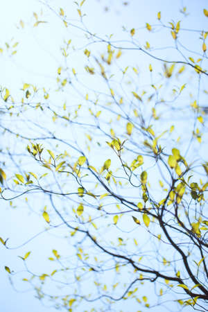 Fresh leaves and branches of dogwood  Cornus florida  の写真素材