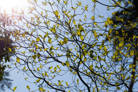 Fresh leaves of dogwood  Cornus florida  and sunlightの写真素材