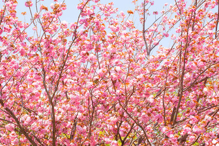 Blooming double cherry blossom treeの写真素材