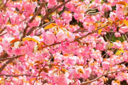 Blooming double cherry blossom treeの写真素材