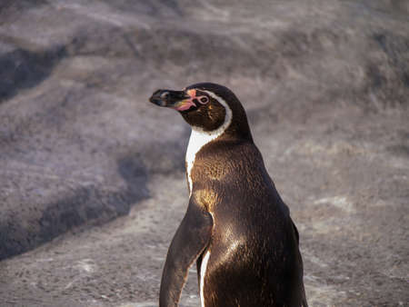 Turn around Humboldt penguinの写真素材