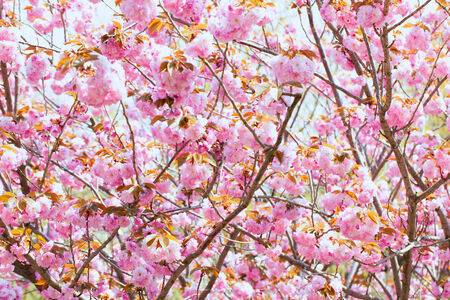Blooming double cherry blossom branches and blue skyの写真素材