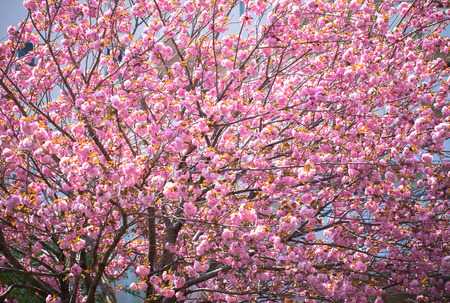 Blooming double cherry blossom treeの写真素材