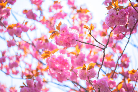 Blooming double cherry blossom branches and blue skyの写真素材