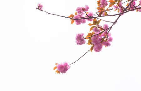 Blooming double cherry blossom brancheの写真素材