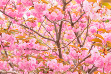 Blooming double cherry blossom branchesの写真素材