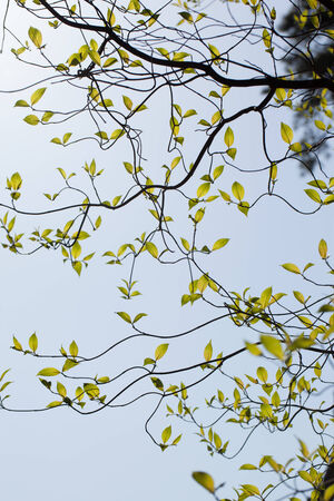 Fresh leaves of dogwood  Cornus florida  の写真素材