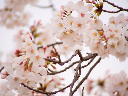 The Yoshino cherry tree in full bloom in the sky backの写真素材