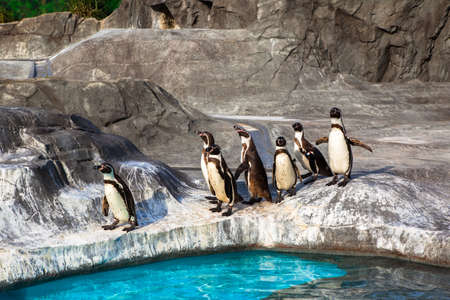 Cute Humboldt Penguins  Spheniscus Humboldt  in a zoo, Japanの写真素材