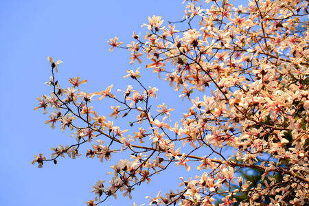 Blooming Magnolia kobus flowers in blue skyの写真素材