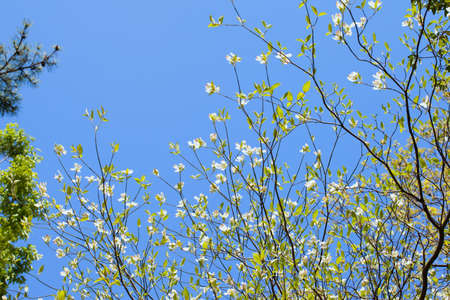 White flowering dogwood tree  Cornus florida  in bloom in sunlightの写真素材