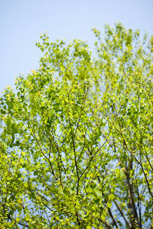 Green leaves and blue sky summerの写真素材