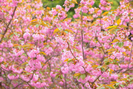 Blooming double cherry blossom treeの写真素材
