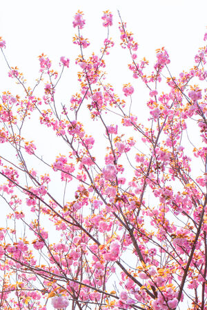 Blooming double cherry blossom branches and blue skyの写真素材