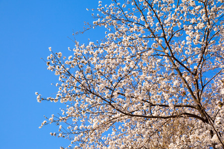Yoshino cherry tree blossom in full bloomの写真素材