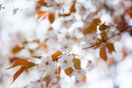 Blooming wild cherry blossom